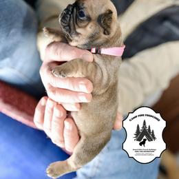 French Bulldog Puppies from Camp Fine Frenchies