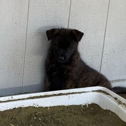 Female - dark - solid top pick girl - Mahogany female Belgian Malinois puppy in Dallas, Texas from OreVis Malinois