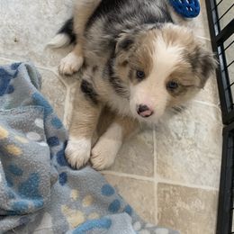 Ginger - Border Collie puppy in Jonesboro, Arkansas from Hampton Border Collies