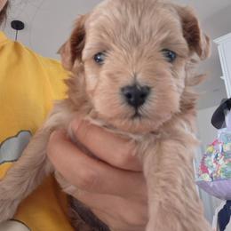 Nana - Red female Maltipoo puppy in Corona, California from Poodle house CA