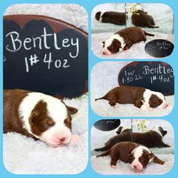 Bentley - Red tri male Toy Australian Shepherd puppy in Levelland, Texas from Once Upon a Time Aussies