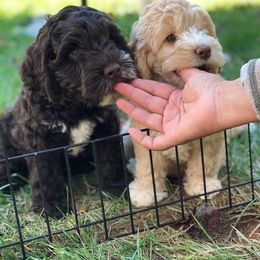 Australian Labradoodle Puppies from Cornerstone Labradoodles
