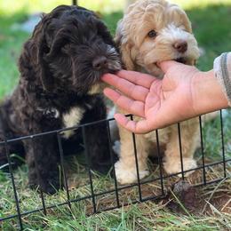 Australian Labradoodle Puppies from Cornerstone Labradoodles