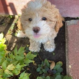 Poodle Puppies from Pawsome Poodles