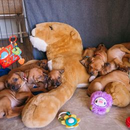 Rhodesian Ridgeback Puppies from Alta Ridgebacks