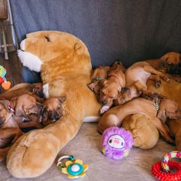 Rhodesian Ridgeback Puppies from Alta Ridgebacks
