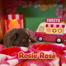 Rosie Rose - Tricolors female French Bulldog puppy in Glendale, Arizona from Frenchiepuphub