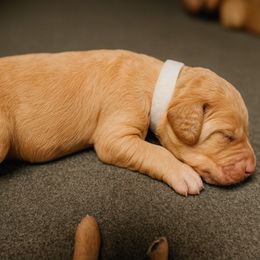 Grace - Apricot female Goldendoodle puppy in Lancaster, California from Kid's Best Doodle