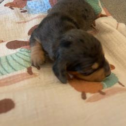 Cam - Dapple male Dachshund puppy in Yuba City, California from The Navarro Furbabies