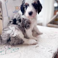 Australian Mountain Doodle and Bernedoodle Puppies from Country Creek Doodles