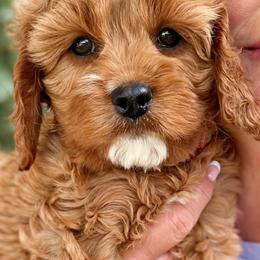 Ginger - Red female Cavapoo puppy in Mona, Utah from Hearts Full of Puppies