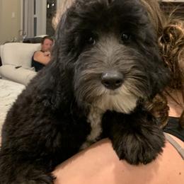 Sheepadoodle Puppies from Riley Grace Puppies