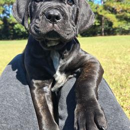 Serene - Black brindle female Cane Corso puppy in Orrum, North Carolina from Dream Team Kennels