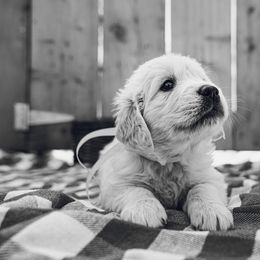 Golden Retriever Puppies from Nicholberry Goldens