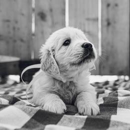 Golden Retriever Puppies from Nicholberry Goldens