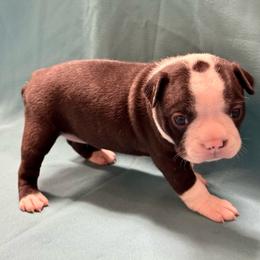 Bellatrix - Black brindle and white female Boston Terrier puppy in Kingsport, Tennessee from Dreamweaver Bostons