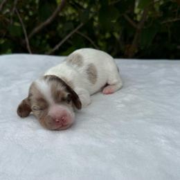 Buttermilk - Dapple female Dachshund puppy in Lebanon, Tennessee from Thomas Dachshunds