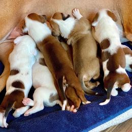 American Staffordshire Terrier Puppies from Liberty Am Staffs
