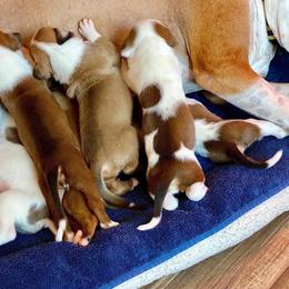 American Staffordshire Terrier Puppies from Liberty Am Staffs
