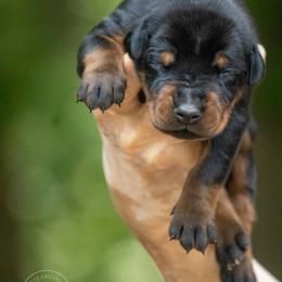 Boy - Green Collar - Black and rust Doberman Pinscher puppy in Old Bridge, New Jersey from Wizard Ost Revolution kennel
