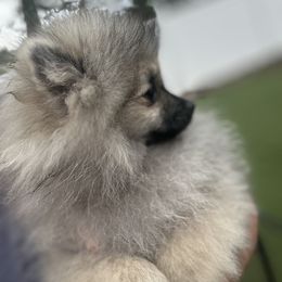 Vader - Brindle male Pomeranian puppy in Randleman, North Carolina from Luxurious Poms