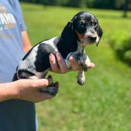 Zara - Piebald female Dachshund puppy in Milroy, Pennsylvania from Not Your Average Weiner