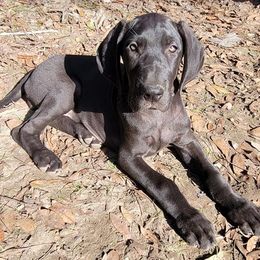 Great Danes from Sand Dollar Danes