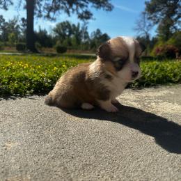 Cashew - Sable male Pembroke Welsh Corgi puppy in Saint George, South Carolina from Carolina cotton candy corgis