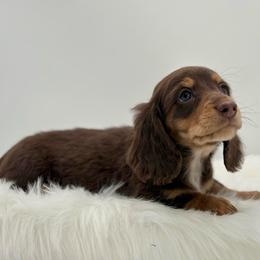 Hudson - Chocolate and tan male Dachshund puppy in Litchfield, Illinois from Charmm Dachshunds