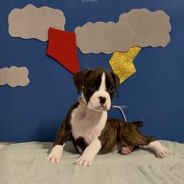Sandy - Brindle female Boxer puppy in La Vernia, Texas from Chilham Boxers