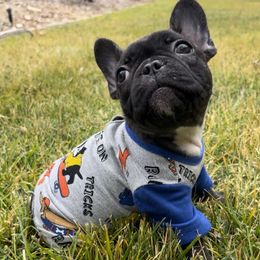 French Bulldog Puppies from Divine French Bulldogs