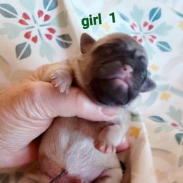 Girl 1 - Fawn female Pug puppy in Phoenix, Arizona from Pug Place Phoenix