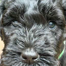 Kerry Blue Terrier puppies from Cross the Rubicon