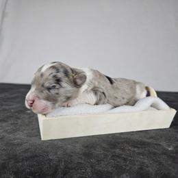 Aspen - Blue merle female Aussiedoodle puppy in Doerun, Georgia from Twig & Tail Puppies