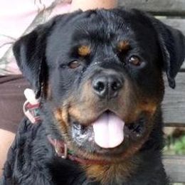 Dachshunds and Rottweilers from Braeside