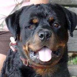 Dachshunds and Rottweilers from Braeside