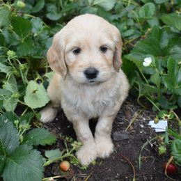 Male 2 - Apricot male Goldendoodle puppy in Angola, Indiana from Classic City Doodles