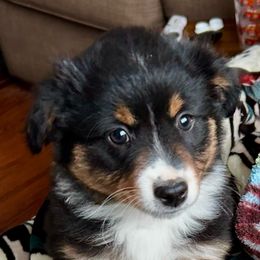 Miniature American Shepherd Puppies from Anchored Roots Miniature American Shepherds