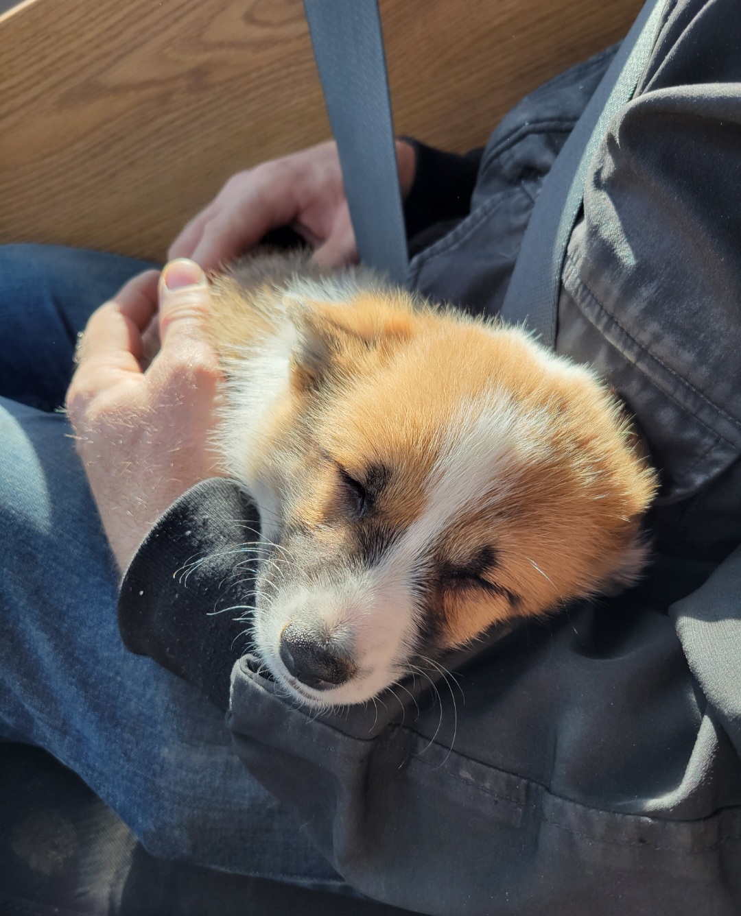 Pembroke Welsh Corgi Puppies from Winterton Farm & Homestead