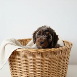 Zinka - Blue merle female Aussiedoodle puppy in Yacolt, Washington from Aussiedoodles by Maggie