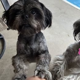 Millie - Shih Tzu