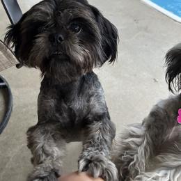 Millie - Shih Tzu