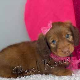 Dachshund Puppies from The Royal Kennel