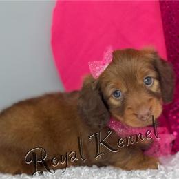 Dachshund Puppies from The Royal Kennel