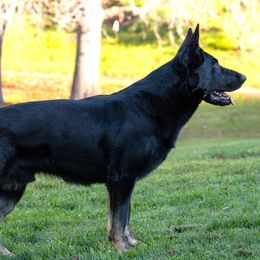 Buddy - German Shepherd