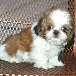 Minnie - Red and white female Shih Tzu puppy in Wild Rose, Wisconsin from Sorenson's Shih-tzus