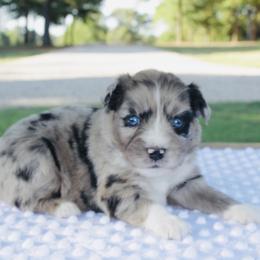 Frosted Flakes - Red merle Miniature Australian Shepherd puppy in Paris, Texas from Kuttin’ Up Mini Aussies