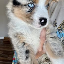 Australian Shepherd Puppies from SoCo Aussies