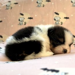 Black tri girl - Tri-colored female Pomeranian puppy in Princeton, New Jersey from PureLove Poms.