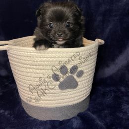 Pomeranian Puppies from Annie’s Animated AKC Pomeranians